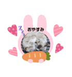 ねこスタンプ なつみちゃん＆きゃべつ君（個別スタンプ：16）