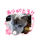 ねこスタンプ なつみちゃん＆きゃべつ君（個別スタンプ：22）