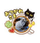 ねこスタンプ なつみちゃん＆きゃべつ君（個別スタンプ：26）