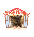 ねこスタンプ なつみちゃん＆きゃべつ君（個別スタンプ：29）