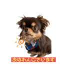 かわいい犬 チワワのマハロくん1（個別スタンプ：1）