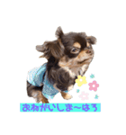 かわいい犬 チワワのマハロくん1（個別スタンプ：2）