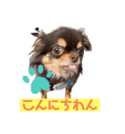 かわいい犬 チワワのマハロくん1（個別スタンプ：3）