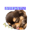 かわいい犬 チワワのマハロくん1（個別スタンプ：4）