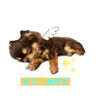 かわいい犬 チワワのマハロくん1（個別スタンプ：5）
