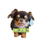 かわいい犬 チワワのマハロくん1（個別スタンプ：6）