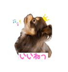 かわいい犬 チワワのマハロくん1（個別スタンプ：7）