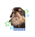 かわいい犬 チワワのマハロくん1（個別スタンプ：8）