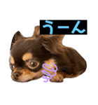 かわいい犬 チワワのマハロくん1（個別スタンプ：9）