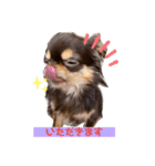 かわいい犬 チワワのマハロくん1（個別スタンプ：10）