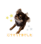 かわいい犬 チワワのマハロくん1（個別スタンプ：11）
