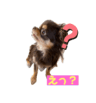 かわいい犬 チワワのマハロくん1（個別スタンプ：12）