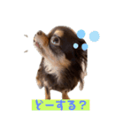 かわいい犬 チワワのマハロくん1（個別スタンプ：13）