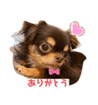 かわいい犬 チワワのマハロくん1（個別スタンプ：14）