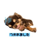 かわいい犬 チワワのマハロくん1（個別スタンプ：15）