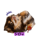かわいい犬 チワワのマハロくん1（個別スタンプ：17）