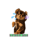 かわいい犬 チワワのマハロくん1（個別スタンプ：18）