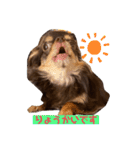 かわいい犬 チワワのマハロくん1（個別スタンプ：19）