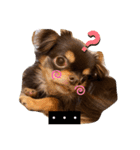 かわいい犬 チワワのマハロくん1（個別スタンプ：20）