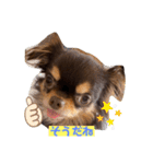 かわいい犬 チワワのマハロくん1（個別スタンプ：21）