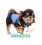 かわいい犬 チワワのマハロくん1（個別スタンプ：22）