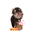 かわいい犬 チワワのマハロくん1（個別スタンプ：23）