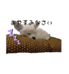 手作り感あるれるわんだふるスタンプ（個別スタンプ：4）