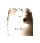 手作り感あるれるわんだふるスタンプ（個別スタンプ：7）