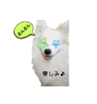 手作り感あるれるわんだふるスタンプ（個別スタンプ：32）