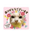 MY name is ashuuu（個別スタンプ：8）