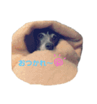 ワンワンパラダイスPart2（個別スタンプ：2）