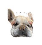 犬の気持ちだよ（個別スタンプ：1）