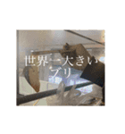 逆に考えると汎用性が高いといえるスタンプ（個別スタンプ：19）