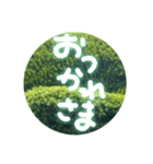 丸緑（個別スタンプ：4）
