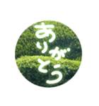 丸緑（個別スタンプ：5）
