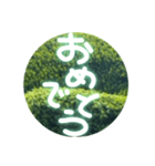 丸緑（個別スタンプ：6）