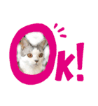 にゃんこのつばきちゃん（個別スタンプ：3）