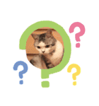 にゃんこのつばきちゃん（個別スタンプ：13）