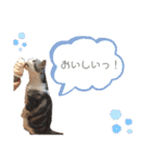 にゃんこのつばきちゃん（個別スタンプ：14）