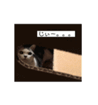 にゃんこのつばきちゃん（個別スタンプ：18）