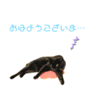 愛猫すたむぷ（だんごちゃん編）01（個別スタンプ：1）