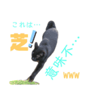 愛猫すたむぷ（だんごちゃん編）01（個別スタンプ：2）