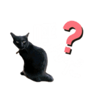 愛猫すたむぷ（だんごちゃん編）01（個別スタンプ：4）