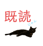 愛猫すたむぷ（だんごちゃん編）01（個別スタンプ：5）