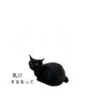 愛猫すたむぷ（だんごちゃん編）01（個別スタンプ：10）