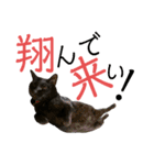愛猫すたむぷ（だんごちゃん編）01（個別スタンプ：11）