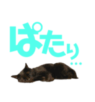 愛猫すたむぷ（だんごちゃん編）01（個別スタンプ：17）