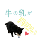 愛猫すたむぷ（だんごちゃん編）01（個別スタンプ：18）