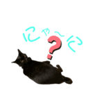 愛猫すたむぷ（だんごちゃん編）01（個別スタンプ：21）