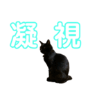 愛猫すたむぷ（だんごちゃん編）01（個別スタンプ：23）